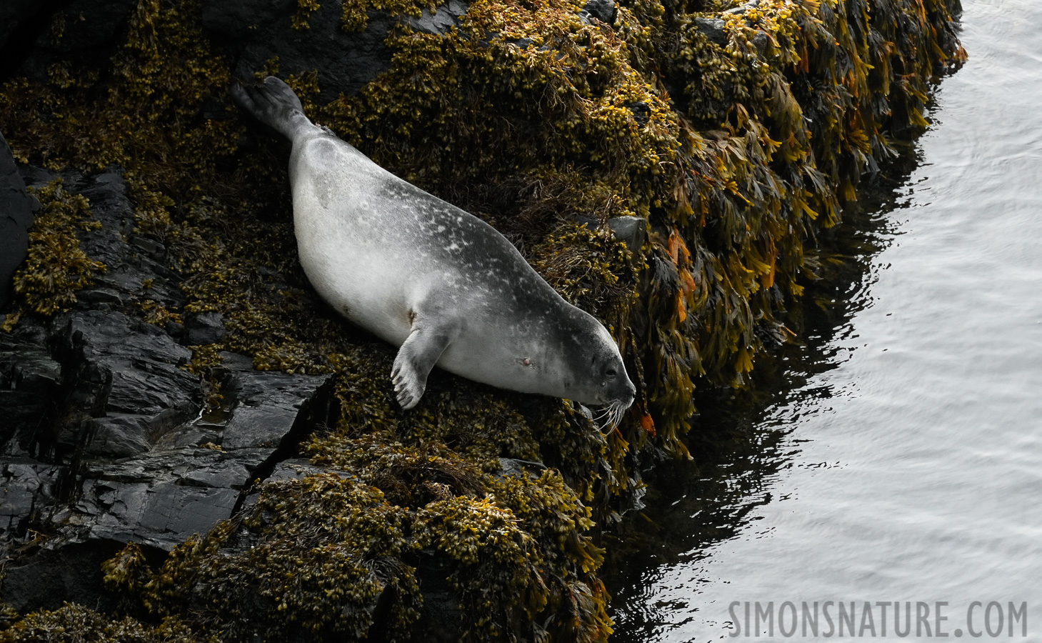 Phoca vitulina concolor [400 mm, 1/1000 Sek. bei f / 8.0, ISO 1600]